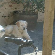 Golden retriever Laika