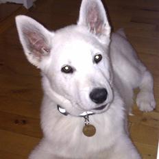 Siberian husky / hvid schæfer-Nico