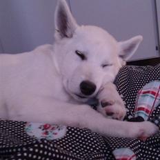 Siberian husky / hvid schæfer-Nico