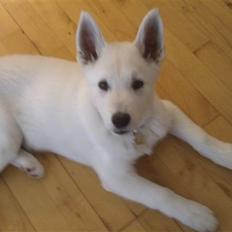 Siberian husky / hvid schæfer-Nico