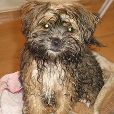 Blanding af racer Albert