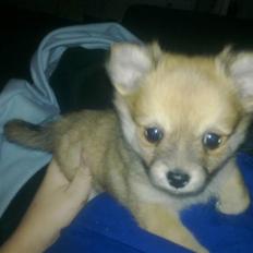 Blanding af racer Baliey