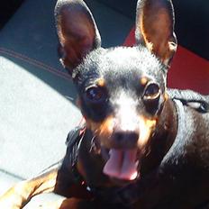 Dvaergpinscher Rødkilles Daisy