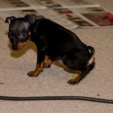 Dvaergpinscher Rødkilles Daisy