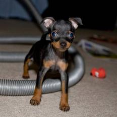 Dvaergpinscher Rødkilles Daisy