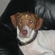 Blanding af racer (Jagthund/collie) Amy