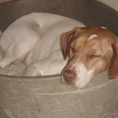 Blanding af racer (Jagthund/collie) Amy