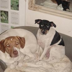 Blanding af racer (Jagthund/collie) Amy