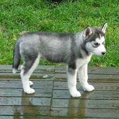 Siberian husky Shilah