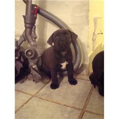 Blanding af racer Jack