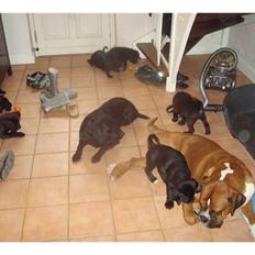 Blanding af racer Jack