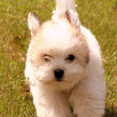 Coton de tulear Godts Coton Ziga
