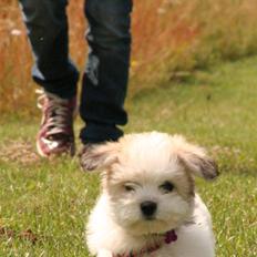 Coton de tulear Godts Coton Ziga