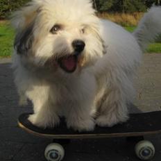 Coton de tulear Godts Coton Ziga
