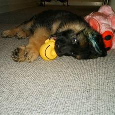 Schæferhund Micadee´s Falcon