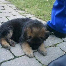 Schæferhund Micadee´s Falcon