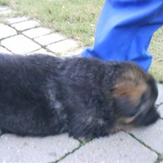 Schæferhund Micadee´s Falcon