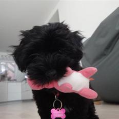 Bichon havanais Diva