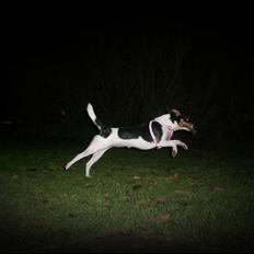 Dansk svensk gaardhund Peanut