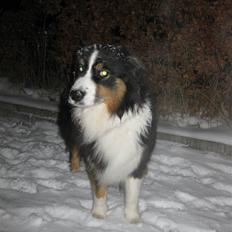 Australian shepherd Nova