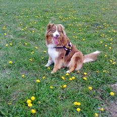 Australian shepherd Chili