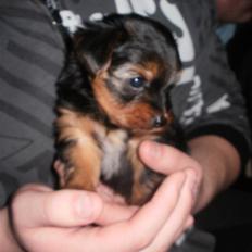 Yorkshire terrier Tino