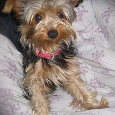 Yorkshire terrier Tino