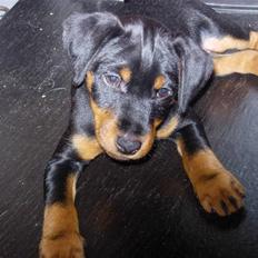 Tysk jagtterrier  Opsund´s Freya