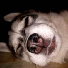 Siberian husky Sif <3