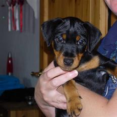 Tysk jagtterrier  Opsund´s Freya