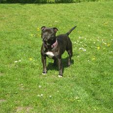 Staffordshire bull terrier luca