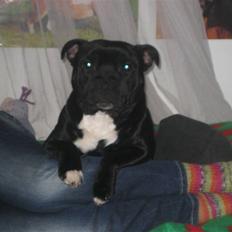Staffordshire bull terrier nemo