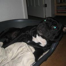 Staffordshire bull terrier nemo