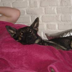 Schæferhund Tobila's Mandy