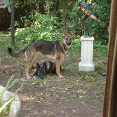 Schæferhund Tobila's Mandy