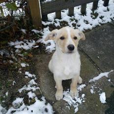 Blanding af racer Luka