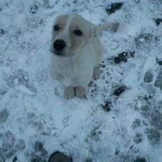 Blanding af racer Luka