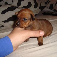 Blanding af racer diva <3 solgt