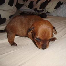 Blanding af racer diva <3 solgt