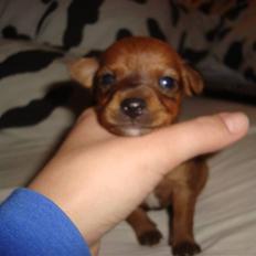 Blanding af racer diva <3 solgt