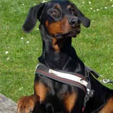 Dobermann **Watchout Diva**