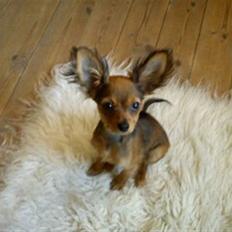 Russisk toy terrier Favorit Style Vitaminka