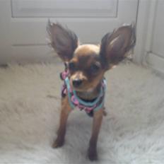 Russisk toy terrier Favorit Style Vitaminka
