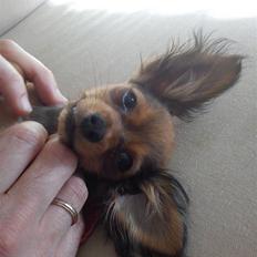 Russisk toy terrier Favorit Style Vitaminka
