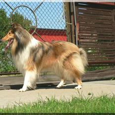 Collie langhåret *Kendra*