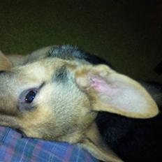 Schæferhund FeLucka 