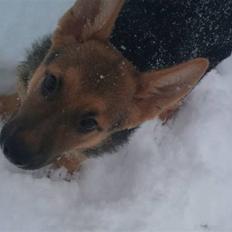 Schæferhund FeLucka 