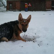 Schæferhund FeLucka 