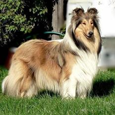 Collie langhåret *Kendra*