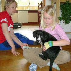 Border collie Thiko